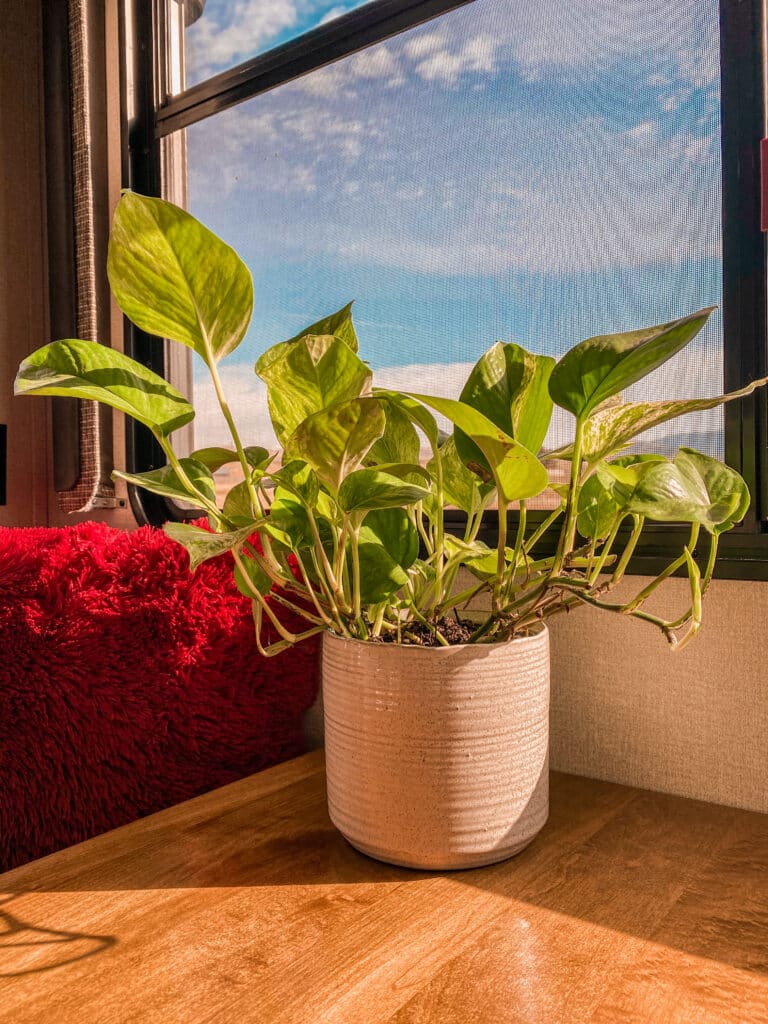 pothos plant in cream pot on table