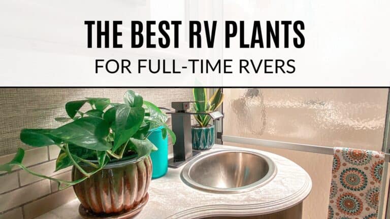The Best RV Plants for Full-Time RVers