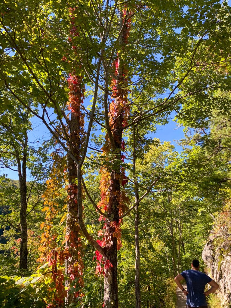 Leaves turning colors in the smokies