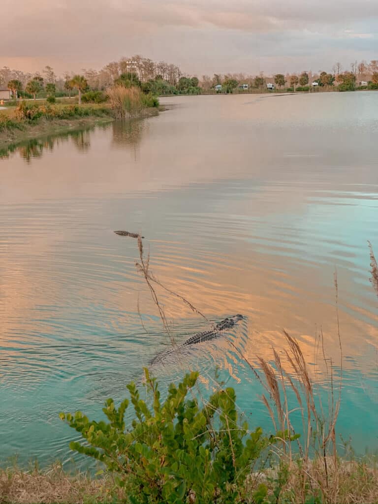 alligators swimming in lake
