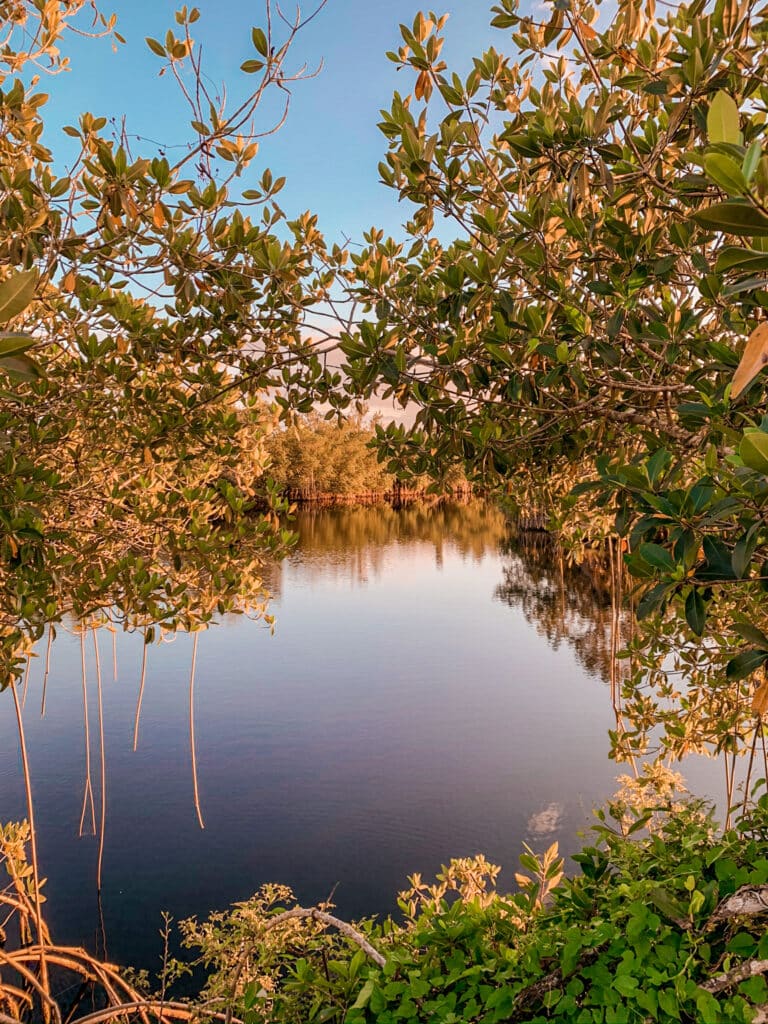 Everglades overlooking the water