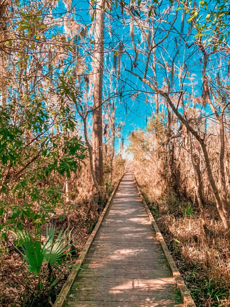 Boardwalk through the swamp