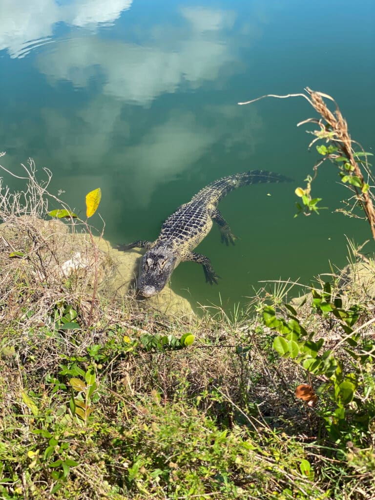 Alligator at campsite