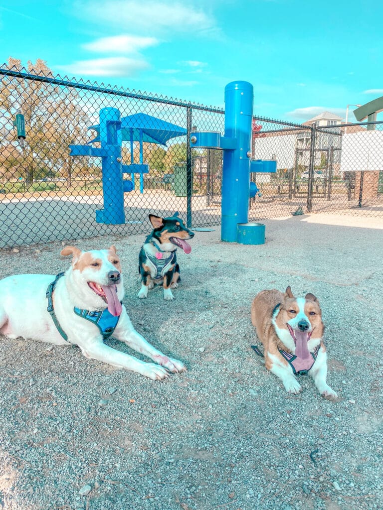 3 dogs at the dog park laying down together