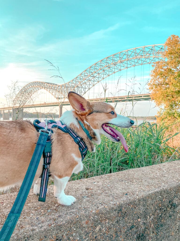 Dog overlooking river and bridge