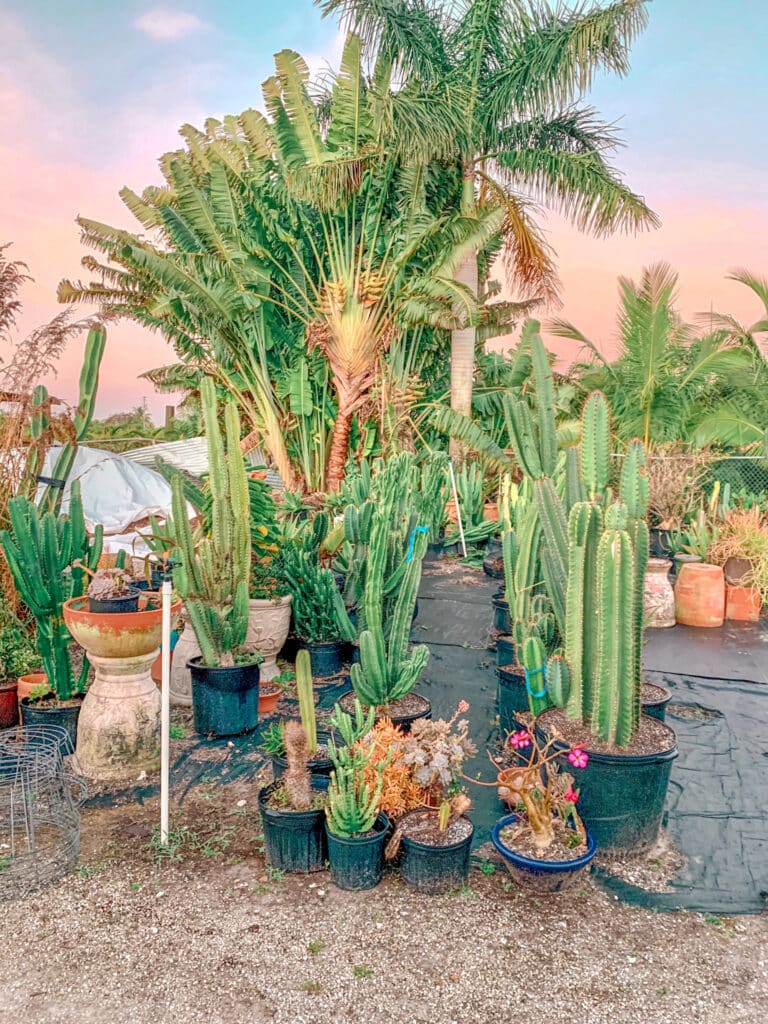 Large cacti and palm trees at cacti farm