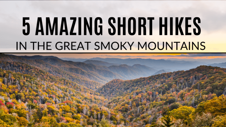 5 Amazing Short Hikes in the Smoky Mountains