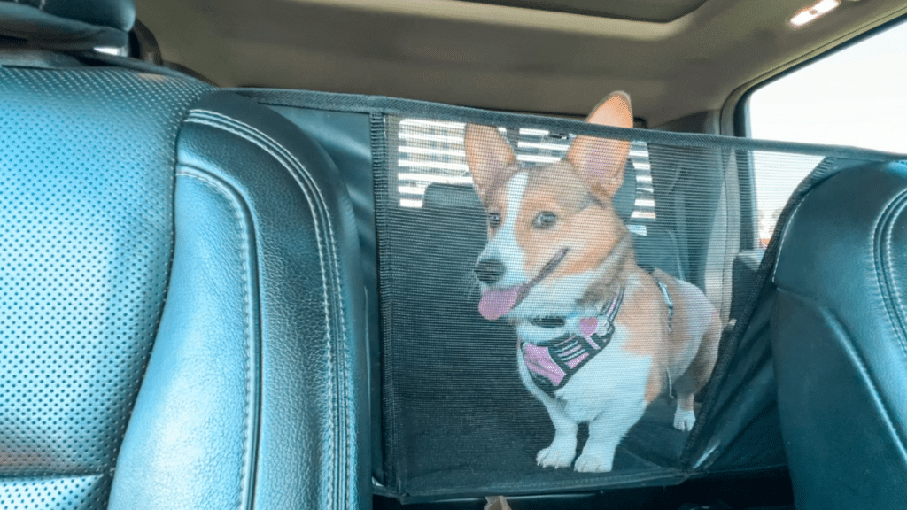 Dog sitting in backseat of truck looking through window of the seat hammock