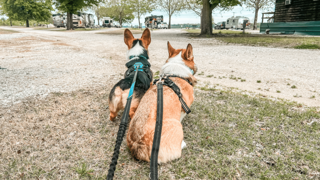 A black corgi and a tan corgi are sitting overlooking the RV campground. The dogs each have on a harness and are connected with a dual dog leash.