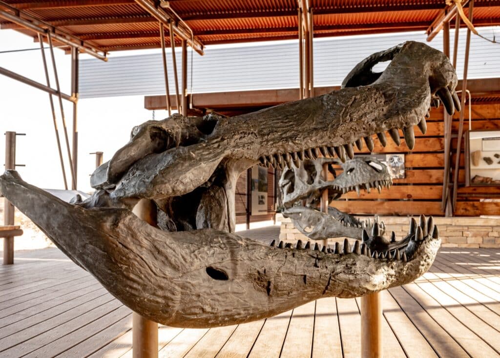 Skull of a Super Croc found in Big Bend National Park on display at the Fossil Discovery Exhibit.