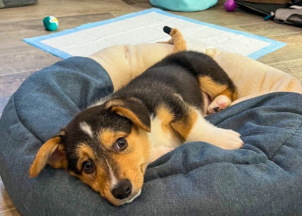 Black, white and brown corgi puppy lays on a blue and white dog bed inside an RV.