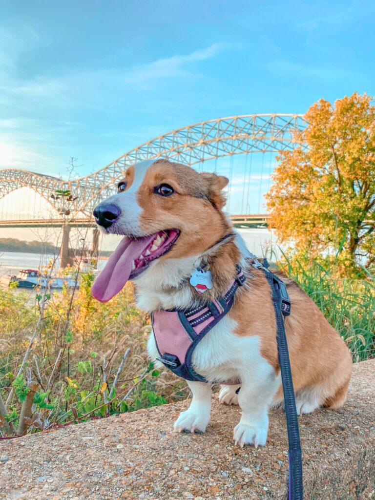 Brown and white corgi wearing a pink harness and dog collar sitting with Mississippi river and bridge in background.