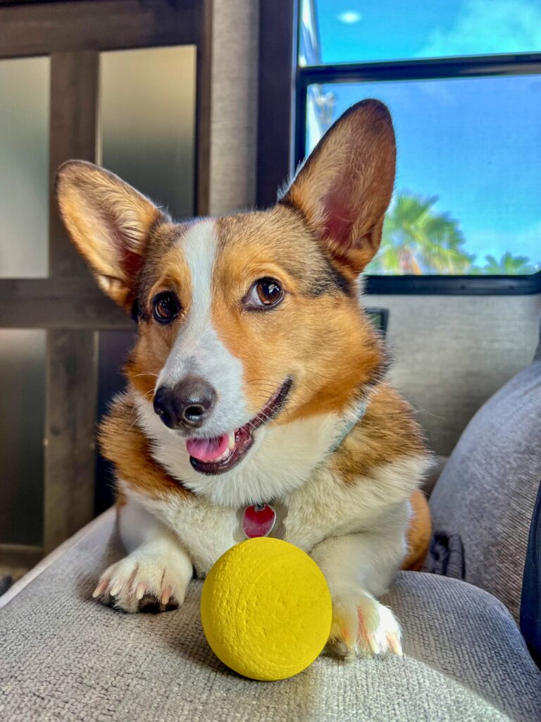 Brown and white corgi is sitting on a couch inside an RV with her yellow ball smiling and waiting for it to be thrown.