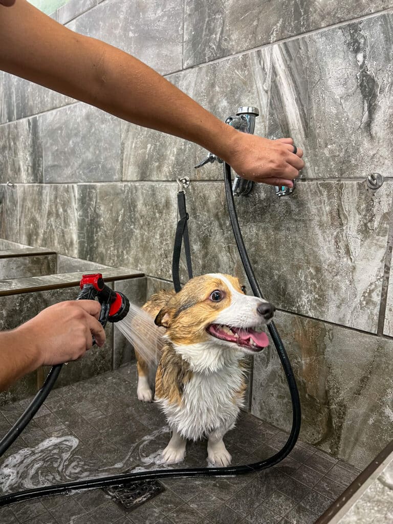 Dog getting washed at a pet store self-serve dog wash.