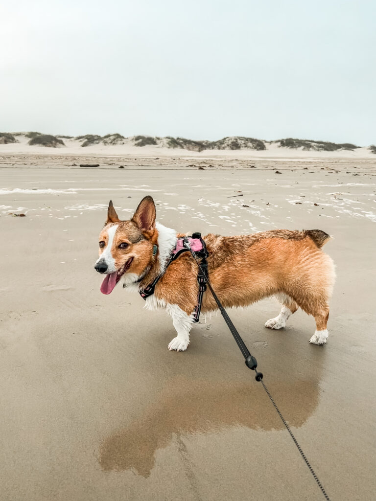 Butters the corgi on a beach in Texas on an overcast winter day.