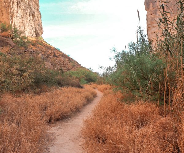A narrow dirt path lined with dry desert grass winds its way through Santa Elena Canyon.