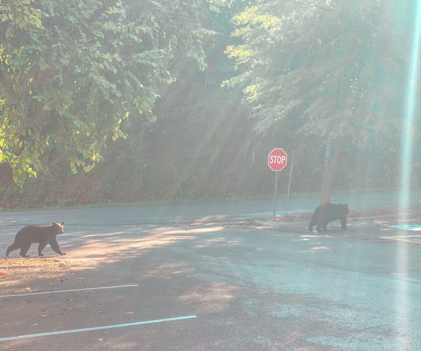 Bears in parking lot Gatlinburg, TN