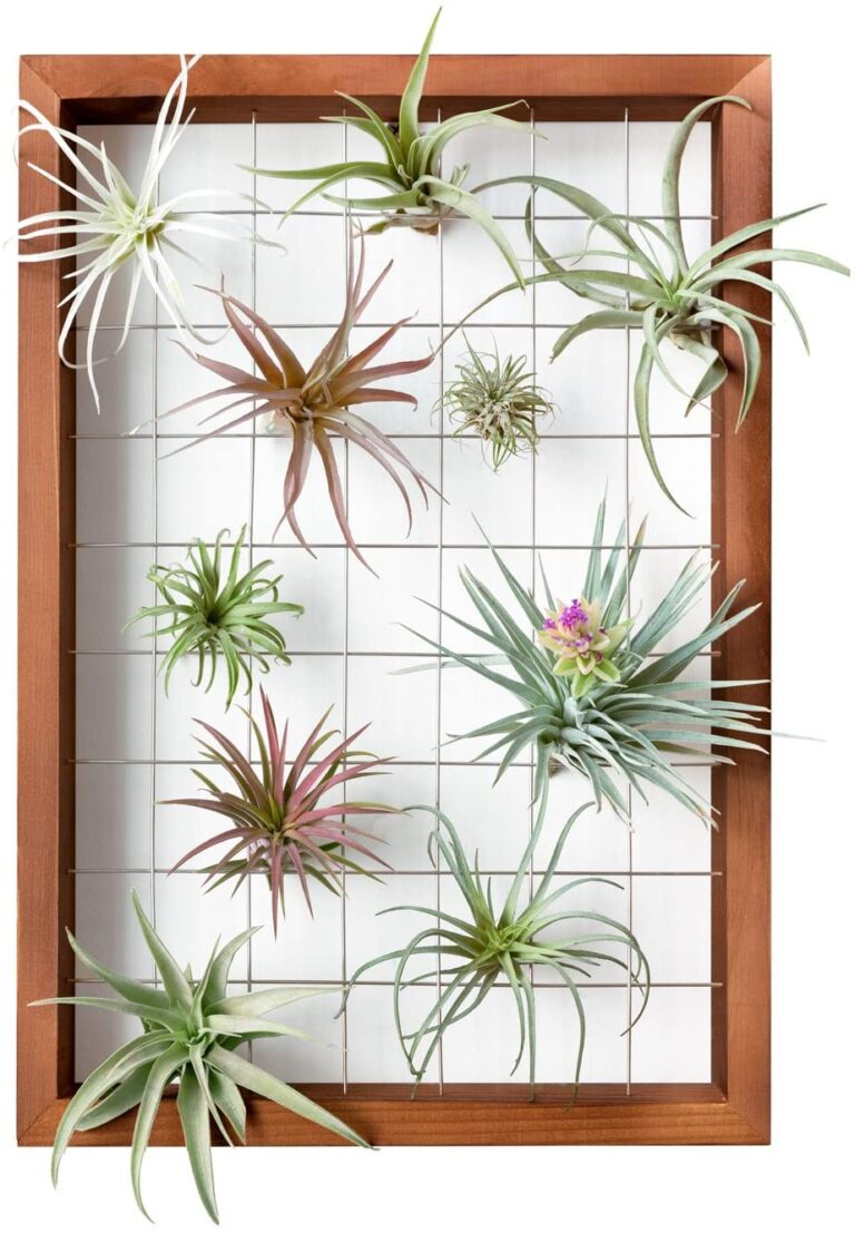 air plants in wire wall hanger
