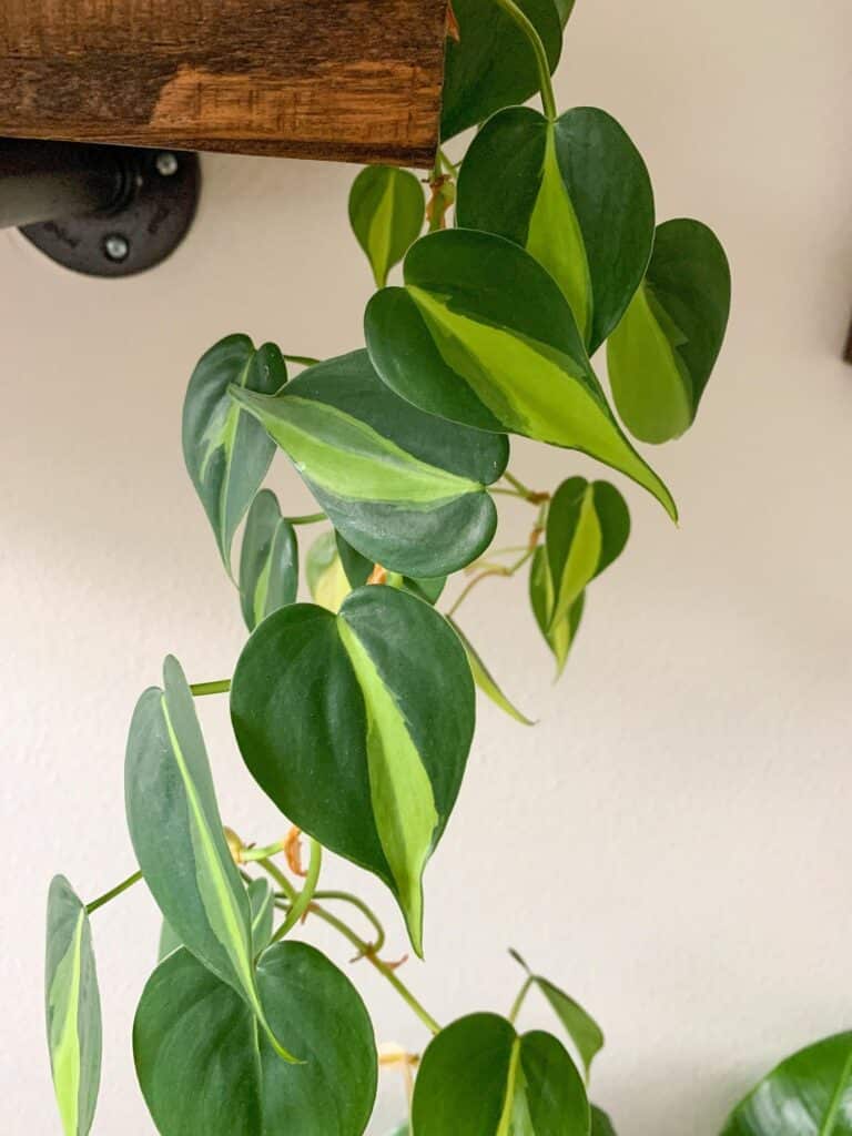 philodendron trailing plant