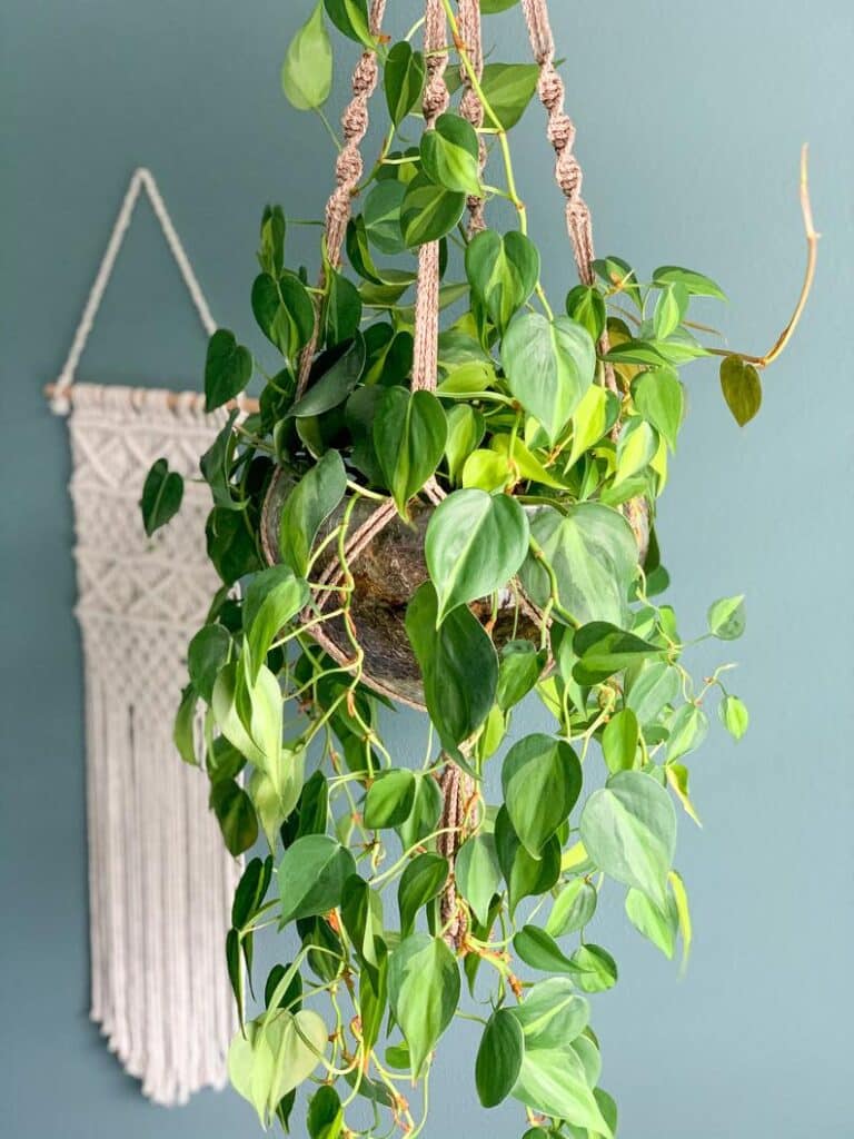 hanging planter