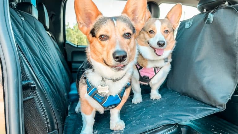 dog car seat cover with two corgis in backseat of truck
