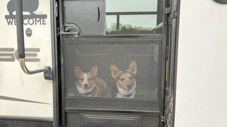 Lippert screen defender on RV door. Two corgi dogs looking out screen door.