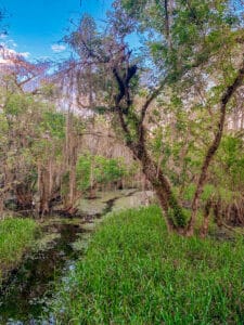 Everglades swamp
