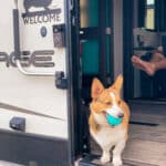 Corgi with ball in mouth