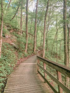 Wooden walkway in the woods
