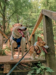two dogs on hike standing on wooden steps in the woods