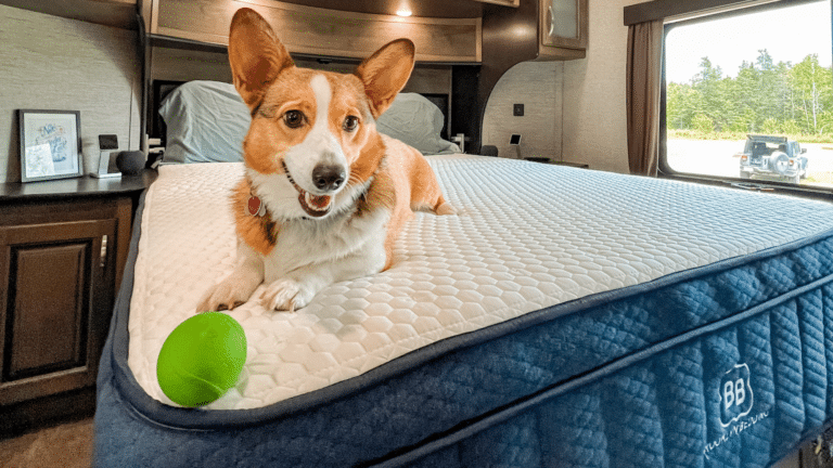 Dog sitting on mattress in RV with green ball.