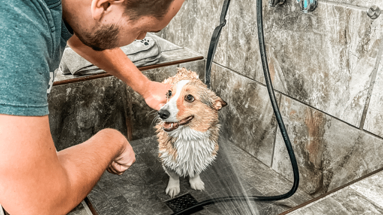 Corgi dog getting bathed