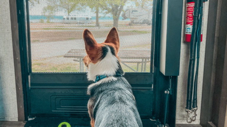 Black, white, and brown corgi dog sitting looking out an RV screen door