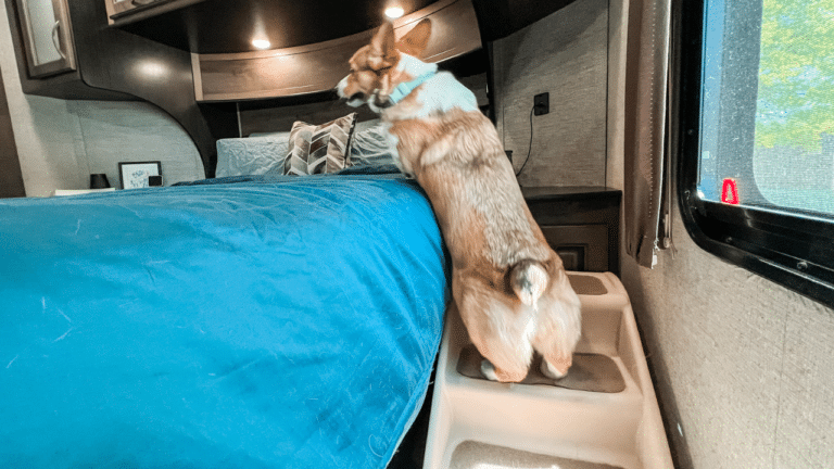 Corgi dog jumping from pet stairs up onto bed in an RV.