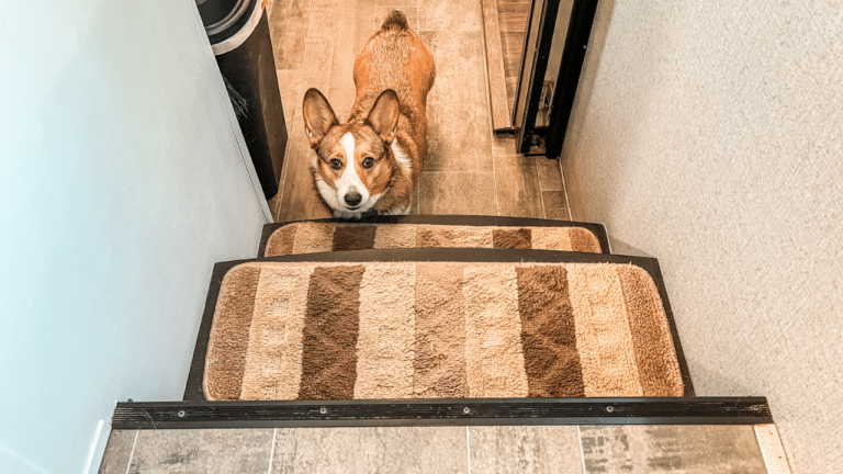 Stairs inside an RV with carpet treads on them. Corgi dog at bottom of steps looking up.