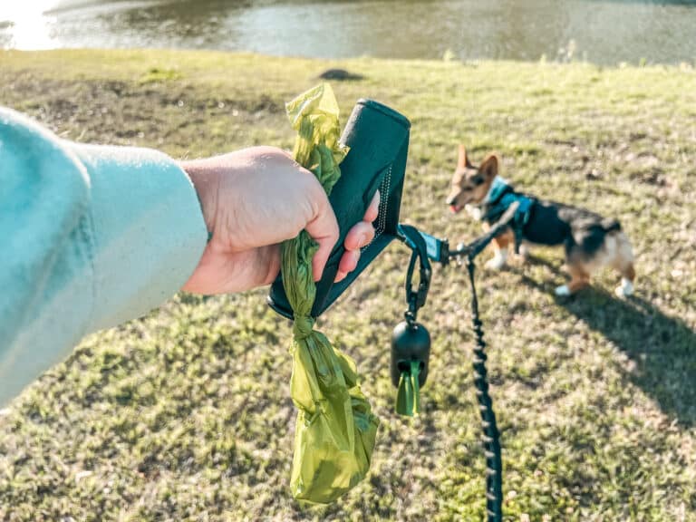 Holding leash with dog waste bag in hand.