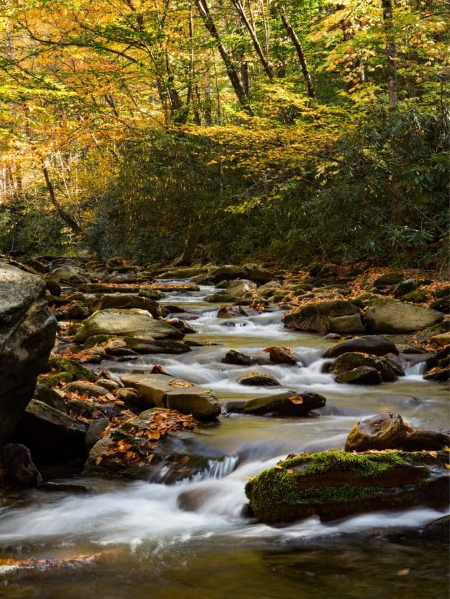 5 Short Hikes in Great Smoky Mountains National Park