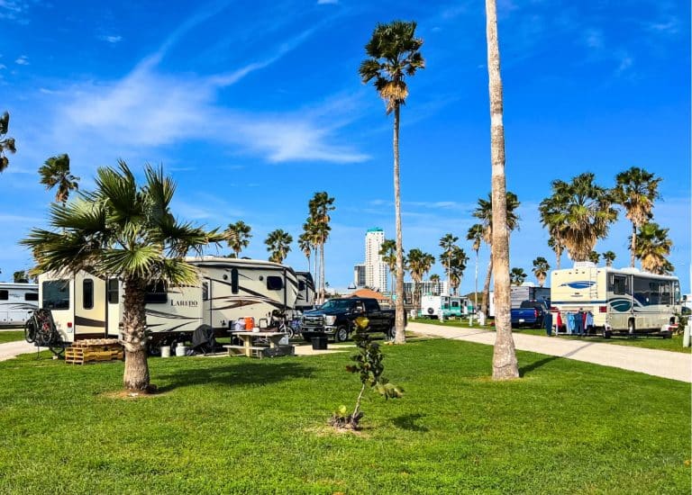 Row of RVs parked among palm trees on a sunny day.