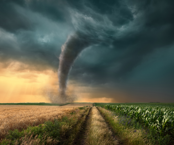 Tornado in cornfield